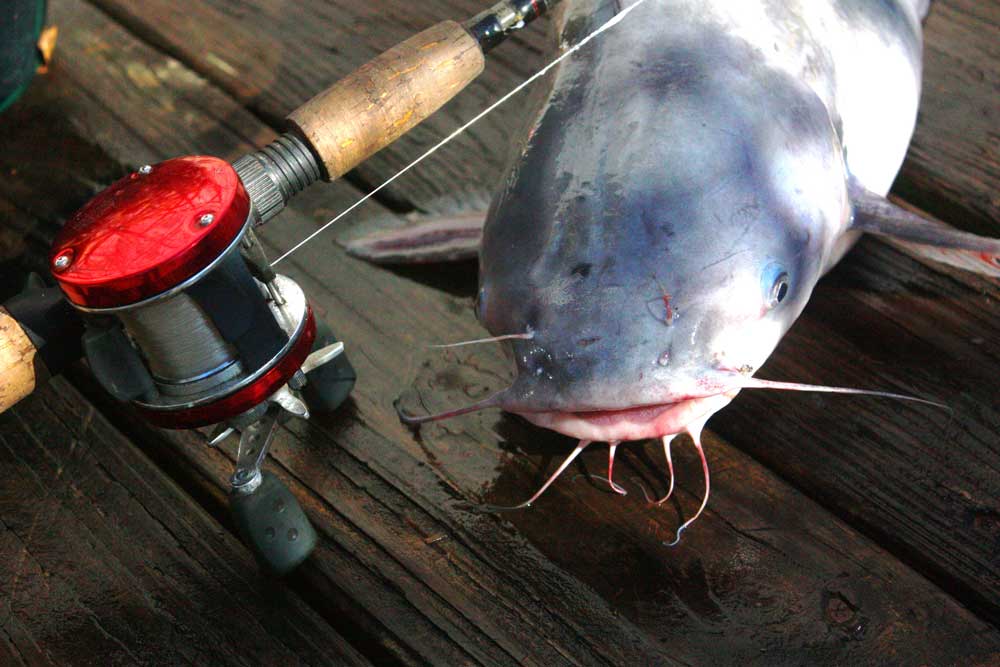 A blue whisker catfish reeled in for a photo op.