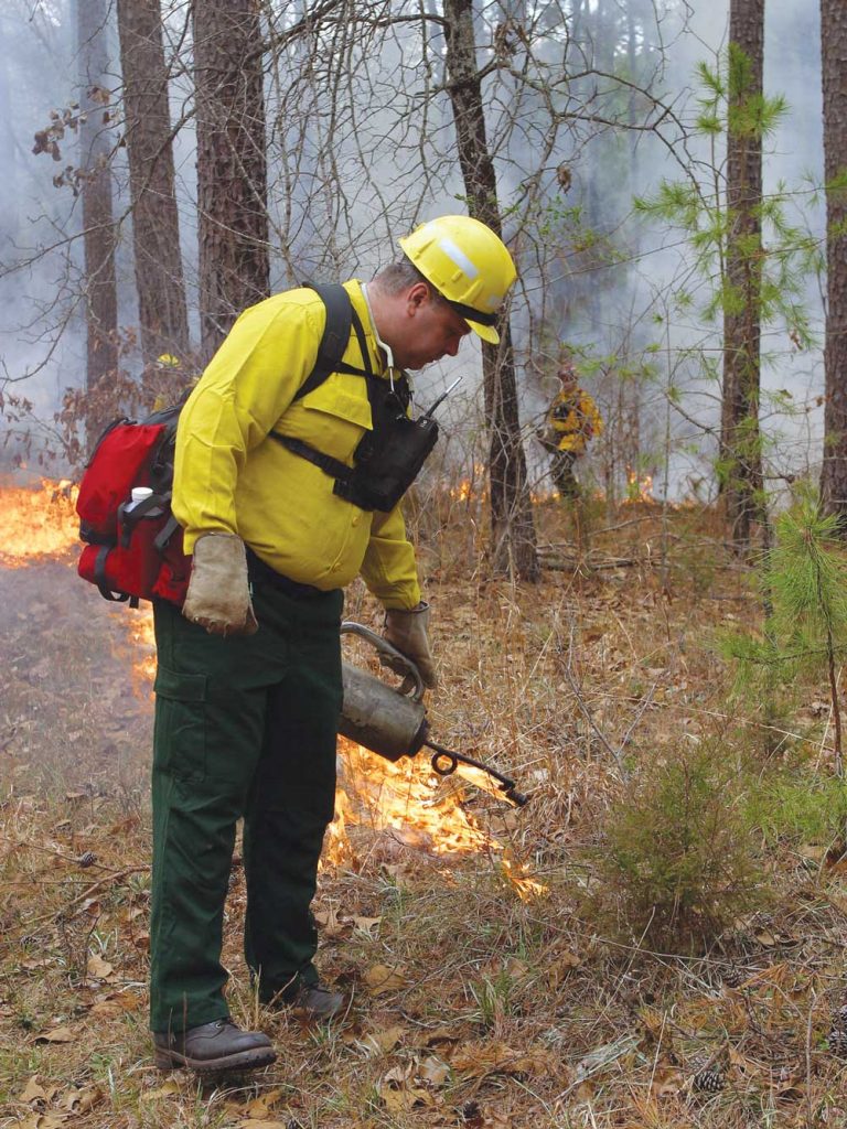 Controlled burns can be turkey goldmines.