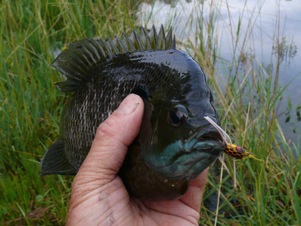 A nice bluegill caught while bream fishing.
