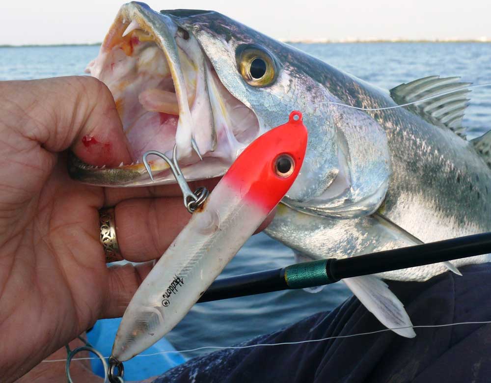 Topwater fishing for speckled trout.