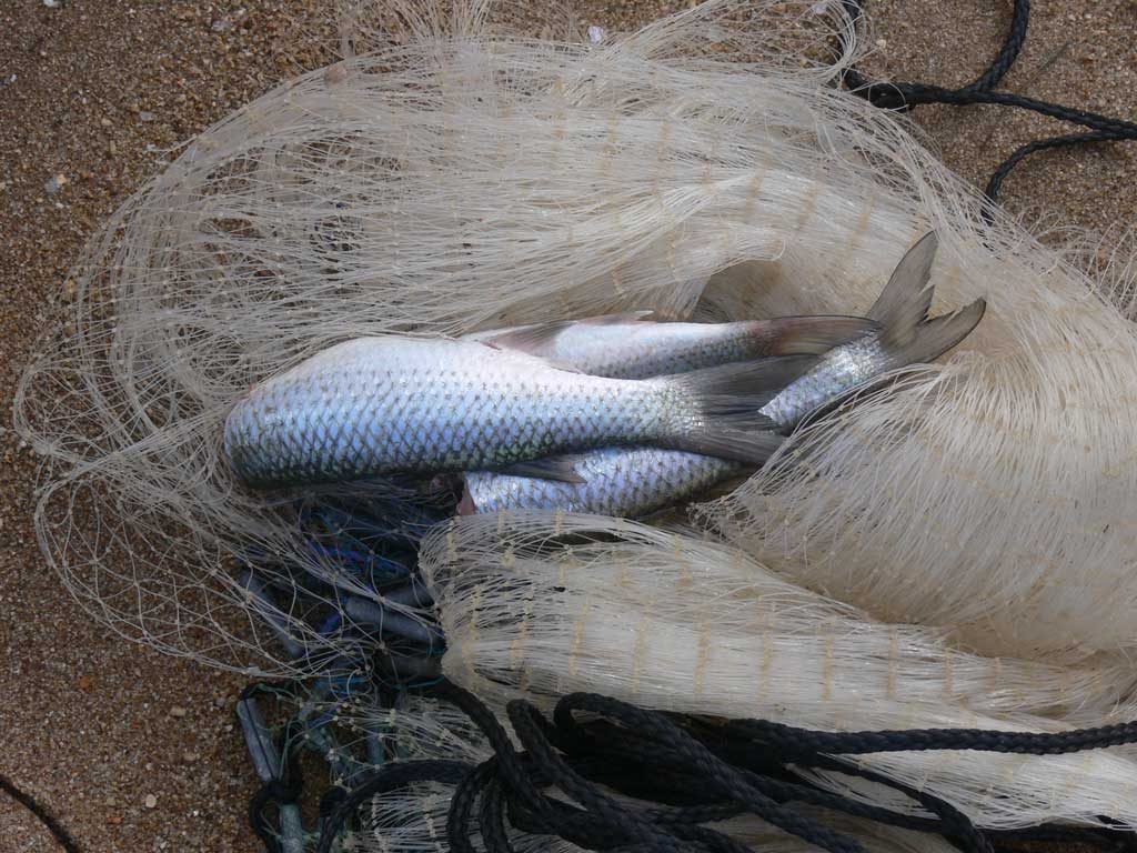 mullet caught with cast net