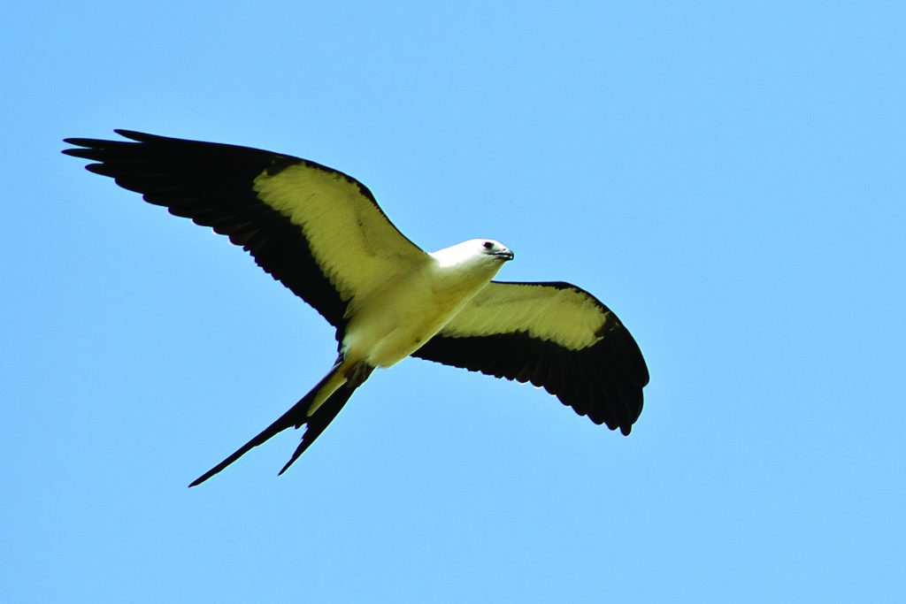 Watts recommends visiting the Black Belt Birding Trail for the unique opportunities of seeing wood storks at the catfish ponds and swallow-tailed kites soaring overhead.