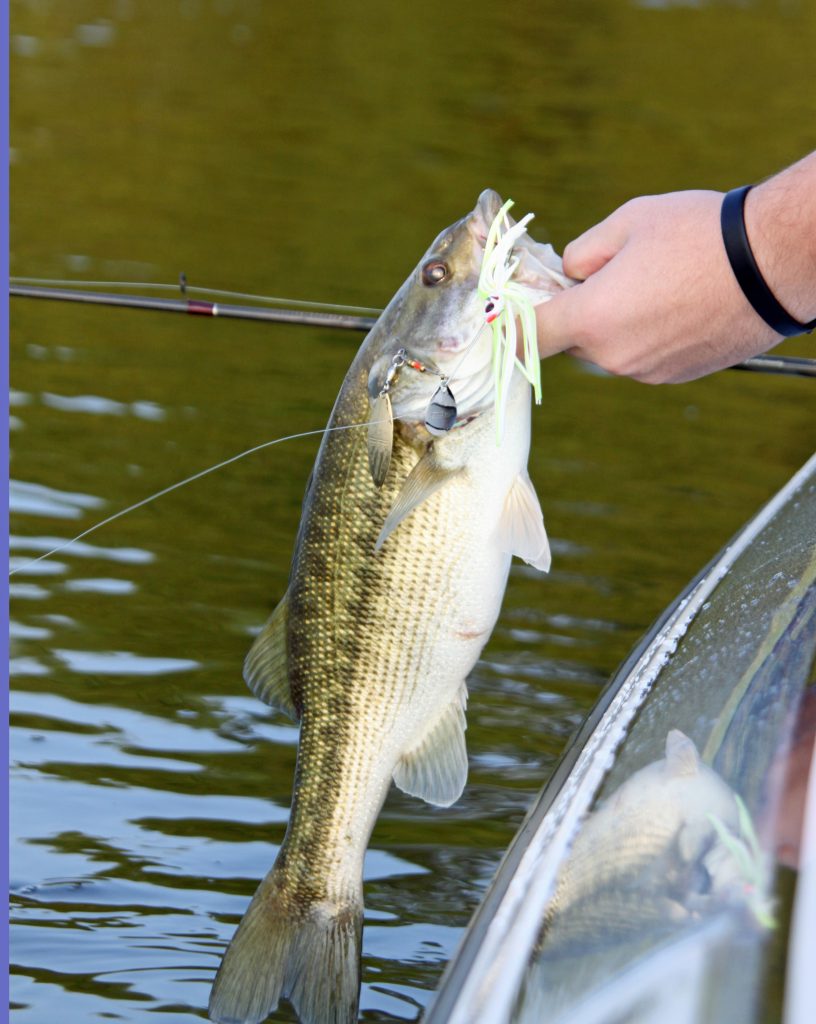 According to Herren, a spinnerbait is versatile for fall bass fishing.