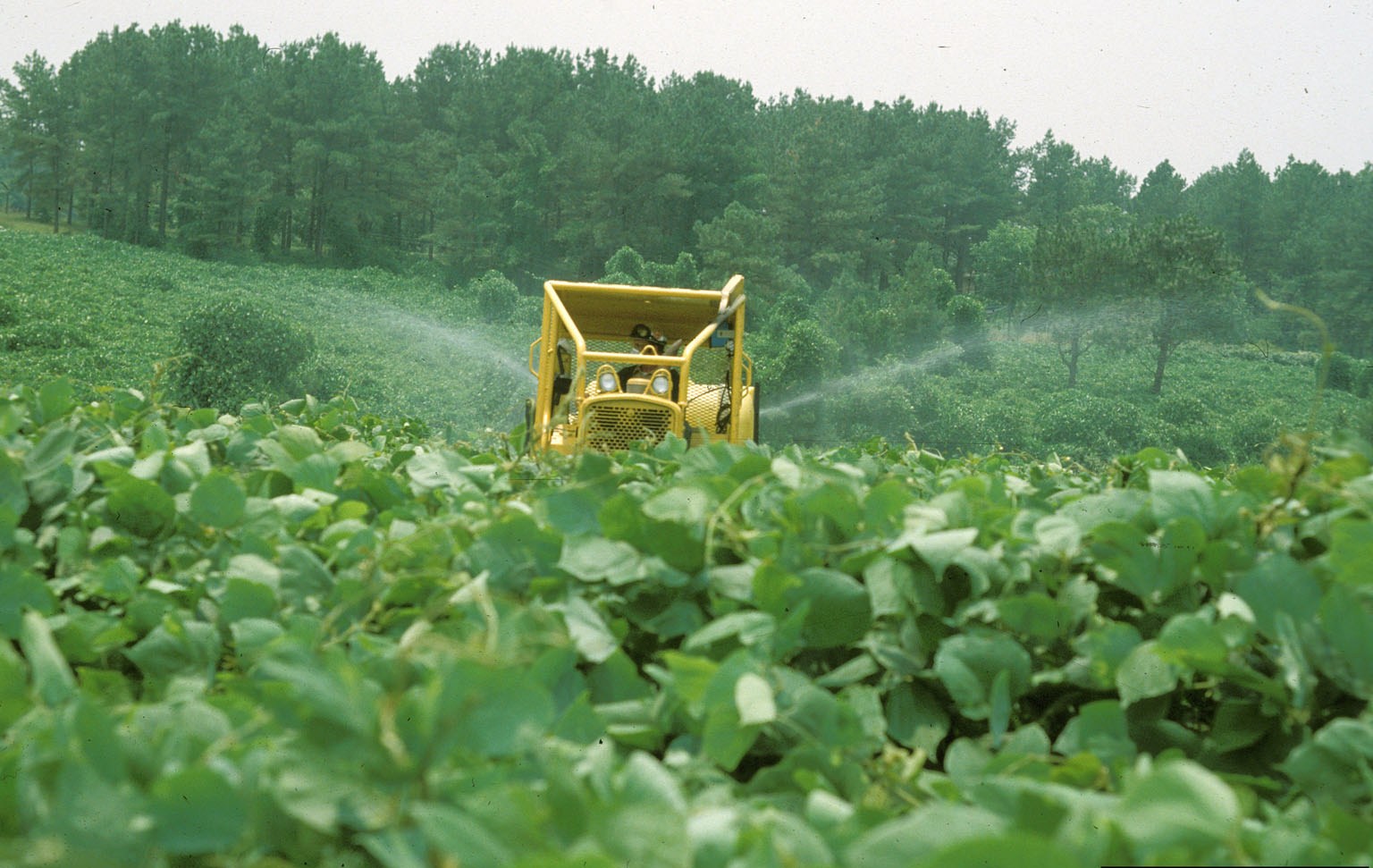 There are different ways to control invasive weeds, like kudzu, but cultivation has shown to be an effective strategy.