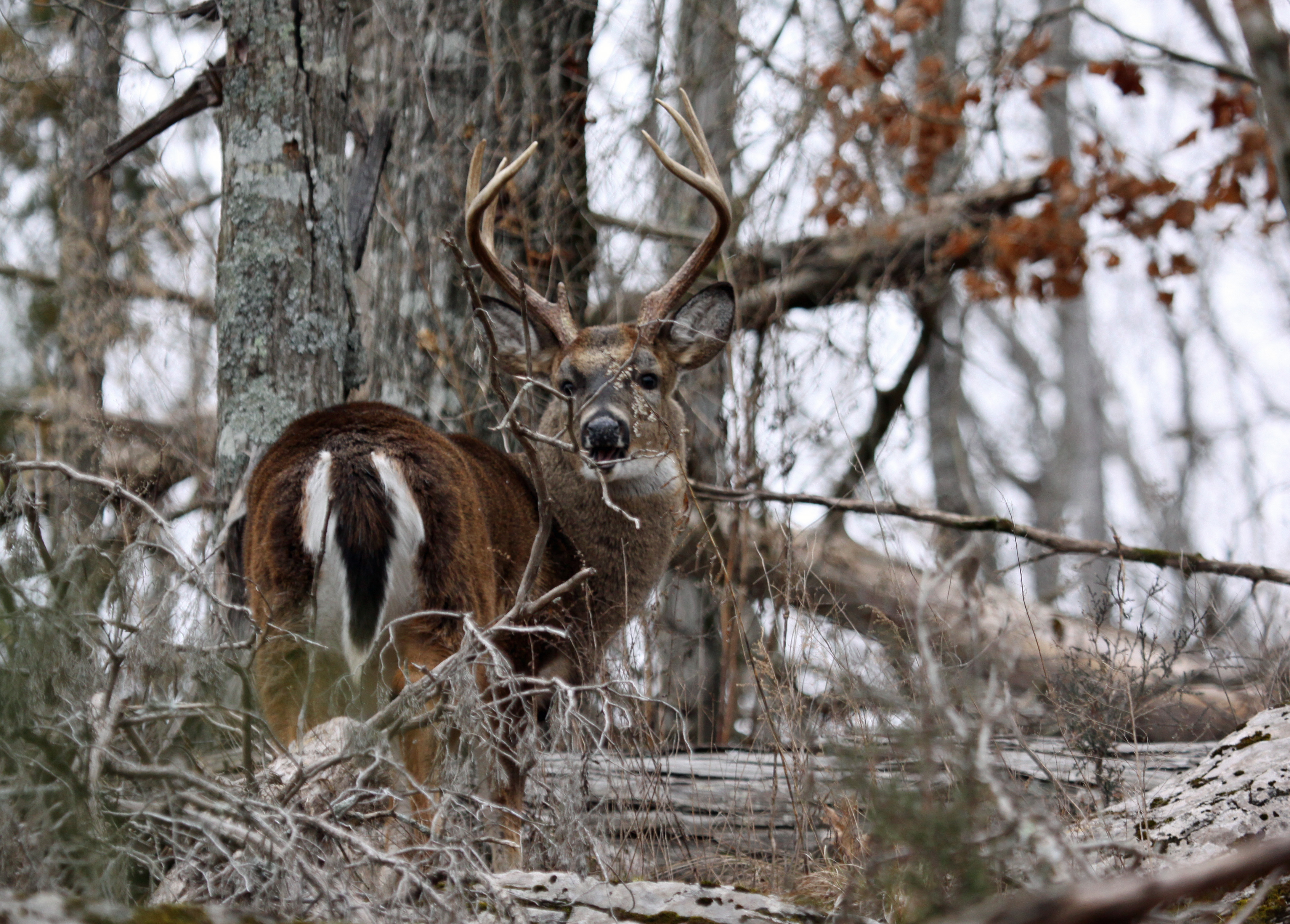 Finding deer hunting hotspots on public land will help you locate those trophy bucks.
