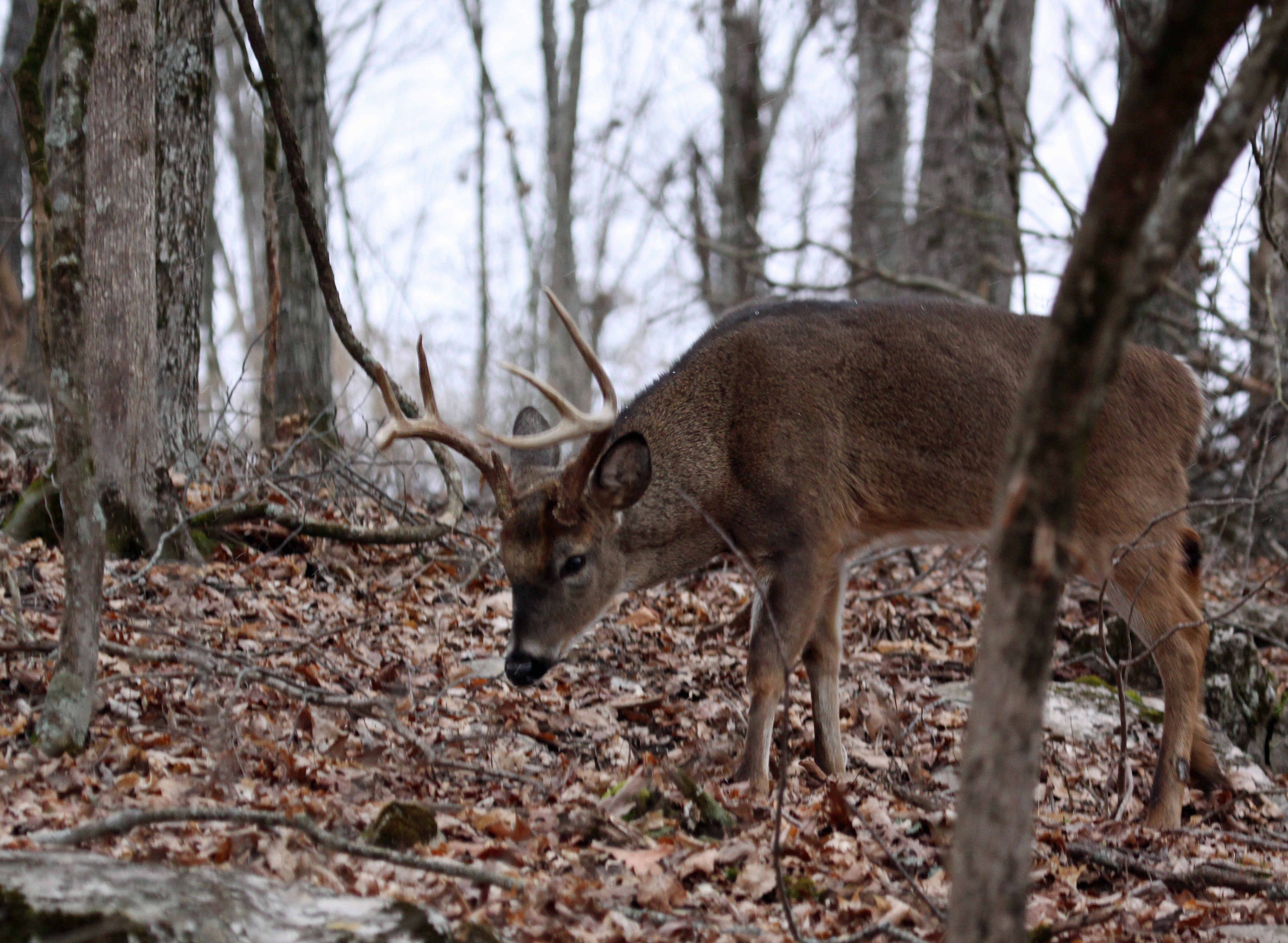 Find some remaining acorns to have success deer hunting late in the season.