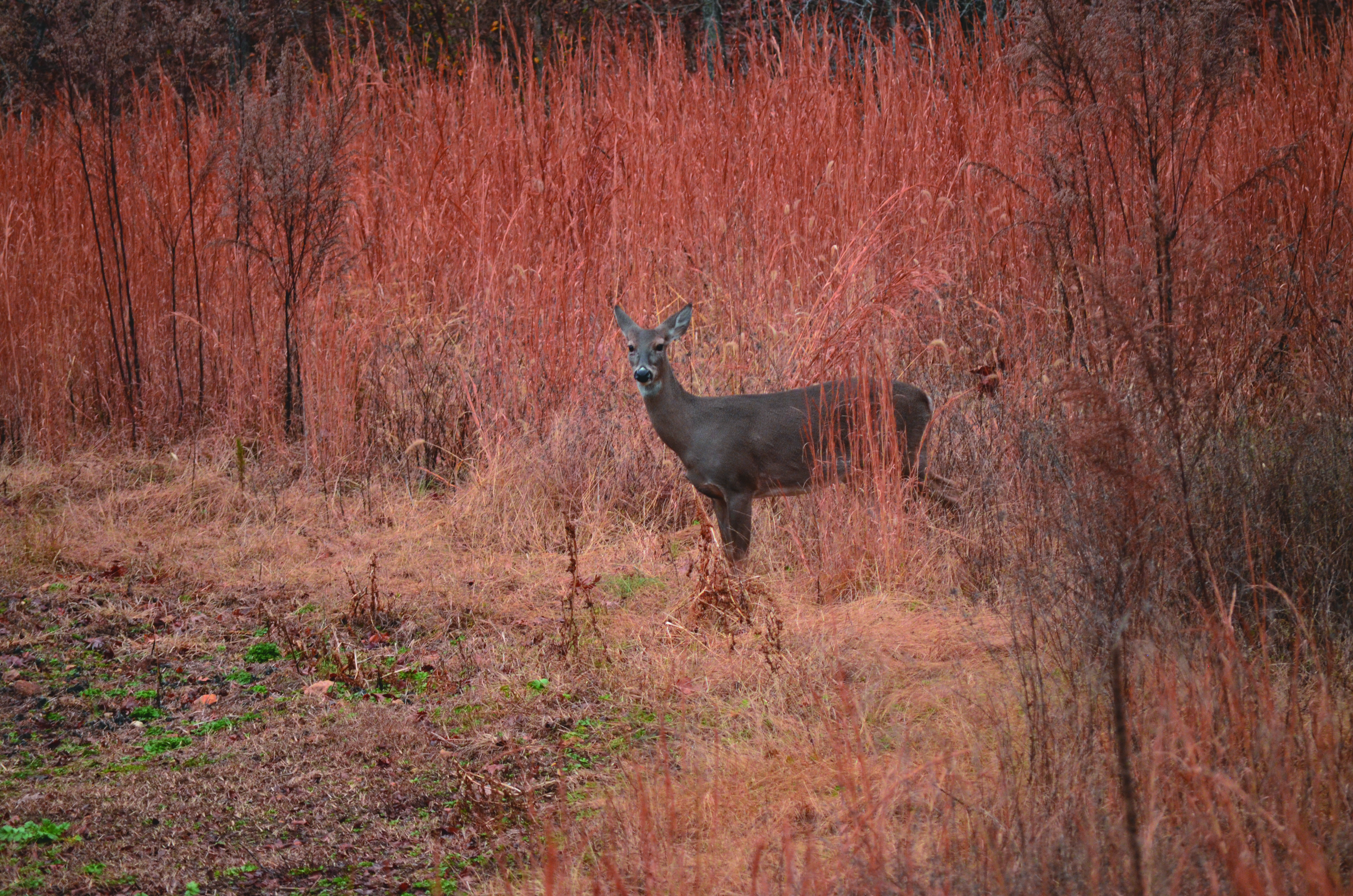 create a transition zone when creating screening cover for deer