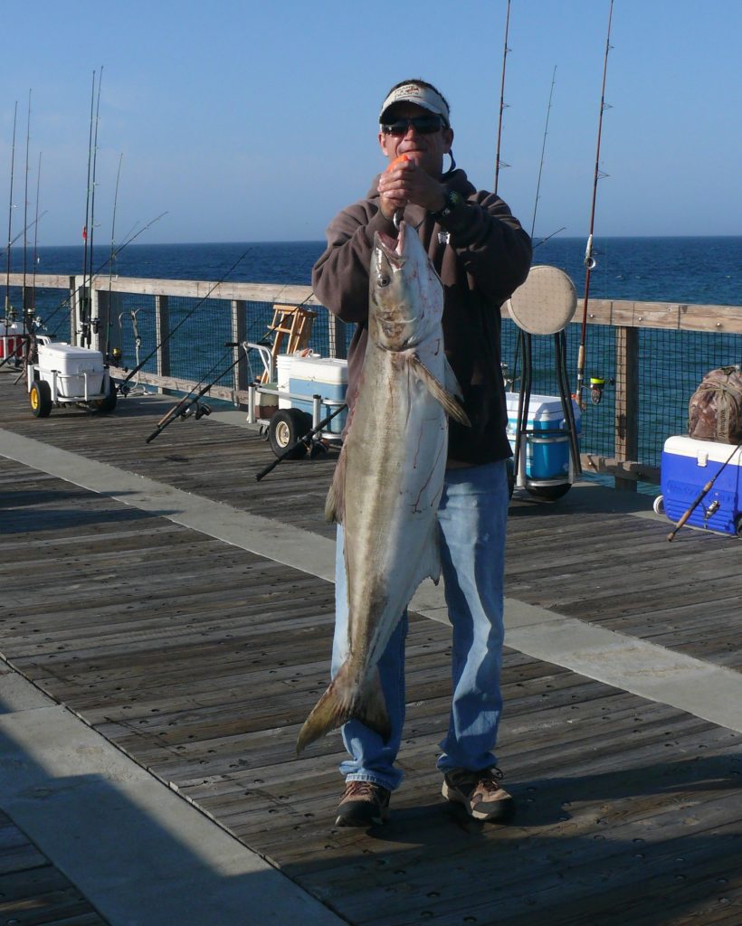 Successful cobia fishing trip off the pier.