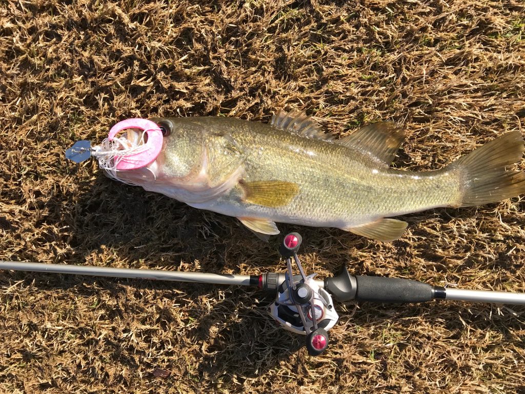 A nice bass just couldn't resist a pink fishbite