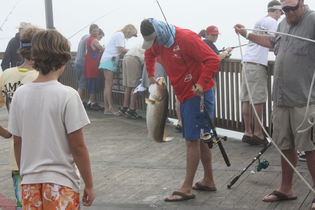 Big redfish are very commonly caught from the State Park fishing pier