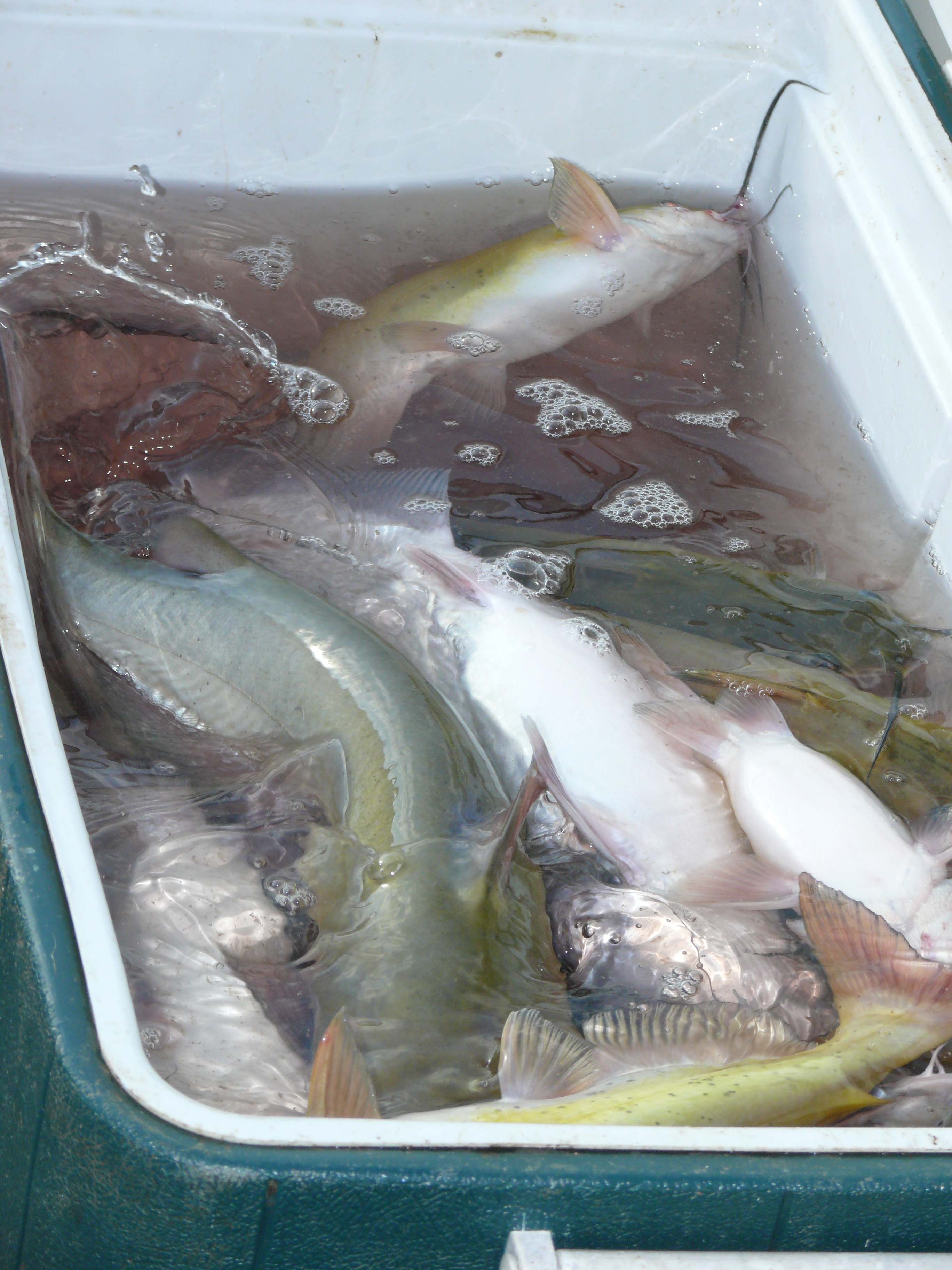 delta catfish fishing