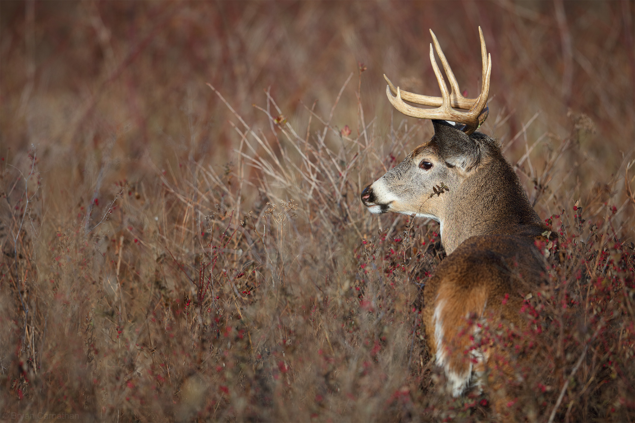 affordable whitetail hunting trips can be had for less than a club membership