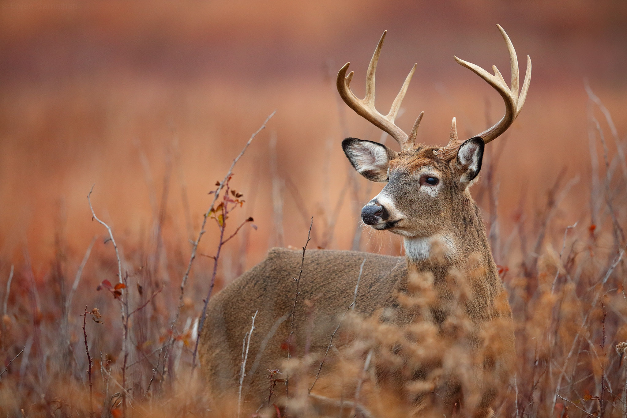 affordable whitetail hunting trips should factor in driving distance