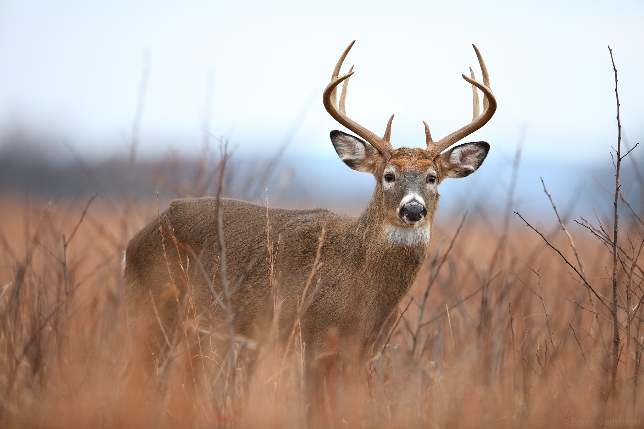 affordable whitetail hunting trips in the midwest