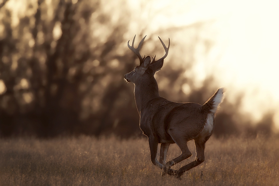affordable whitetail hunting trips can put you in front of a buck like this at a fraction of the cost. 
