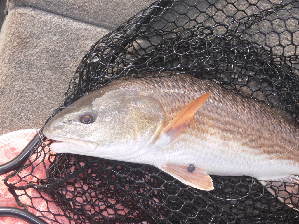 redfish in net