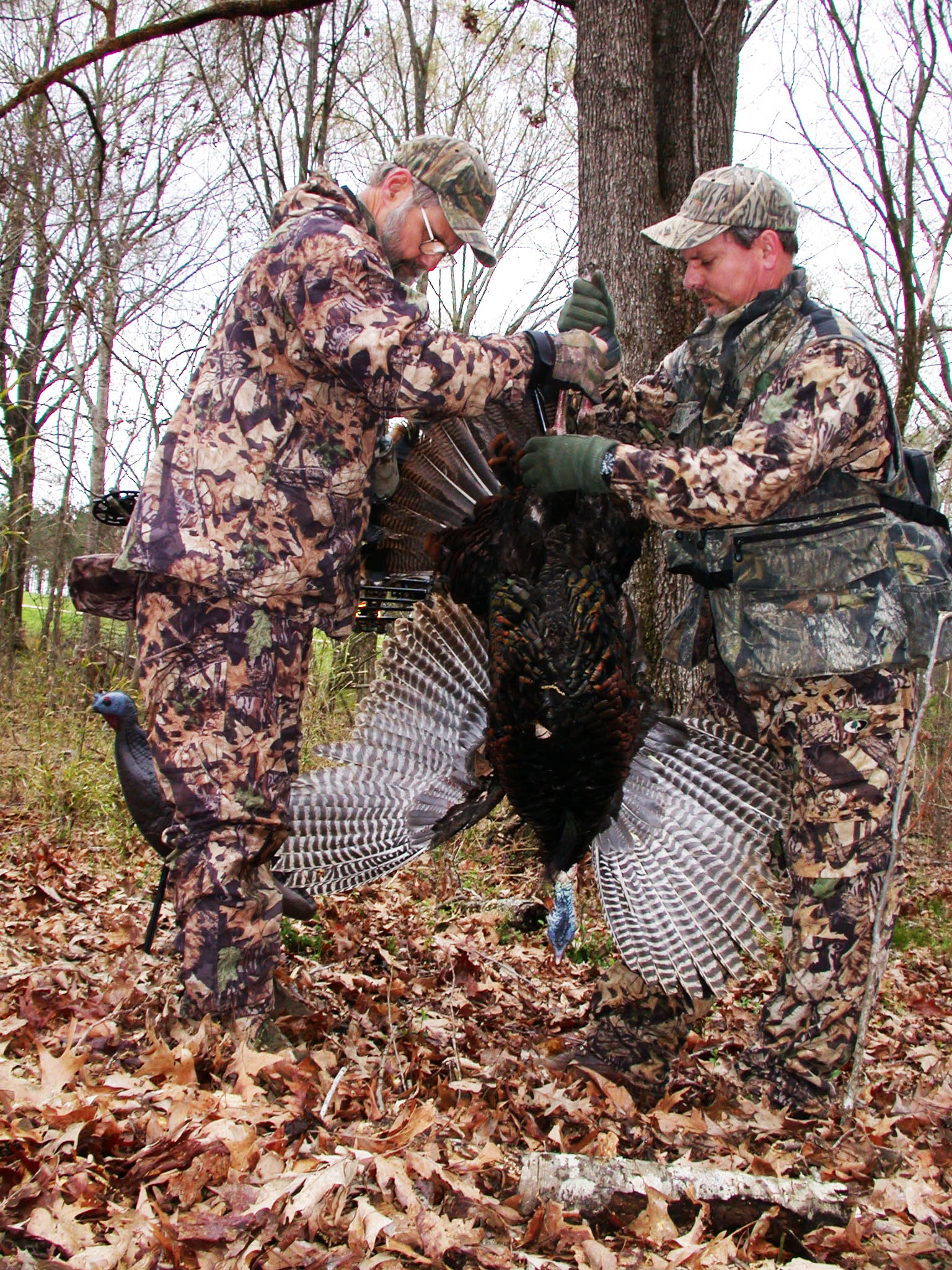 bow hunting turkey