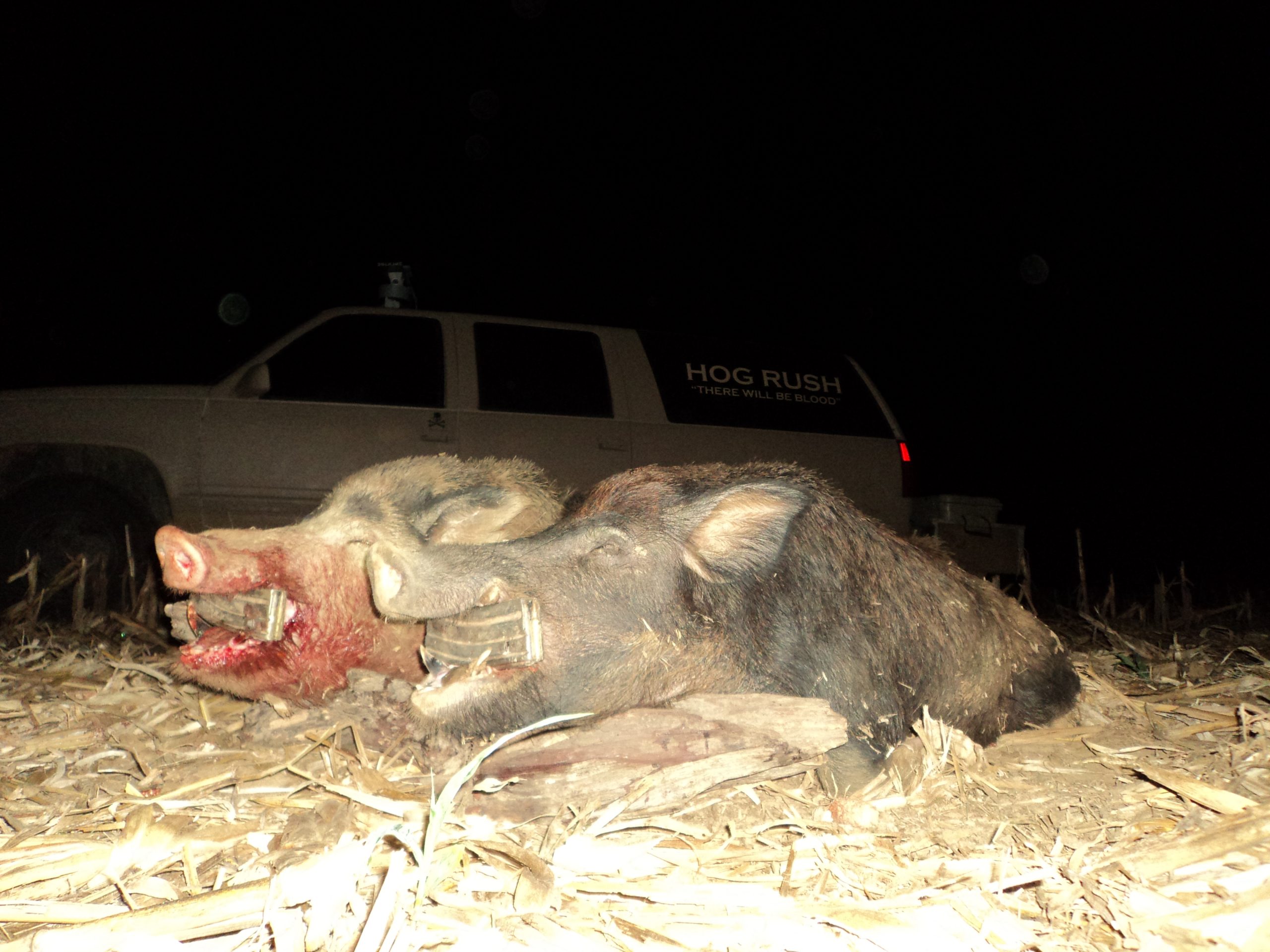 alabama hog hunting tips and Tricks best hog hunting lights for Feeder