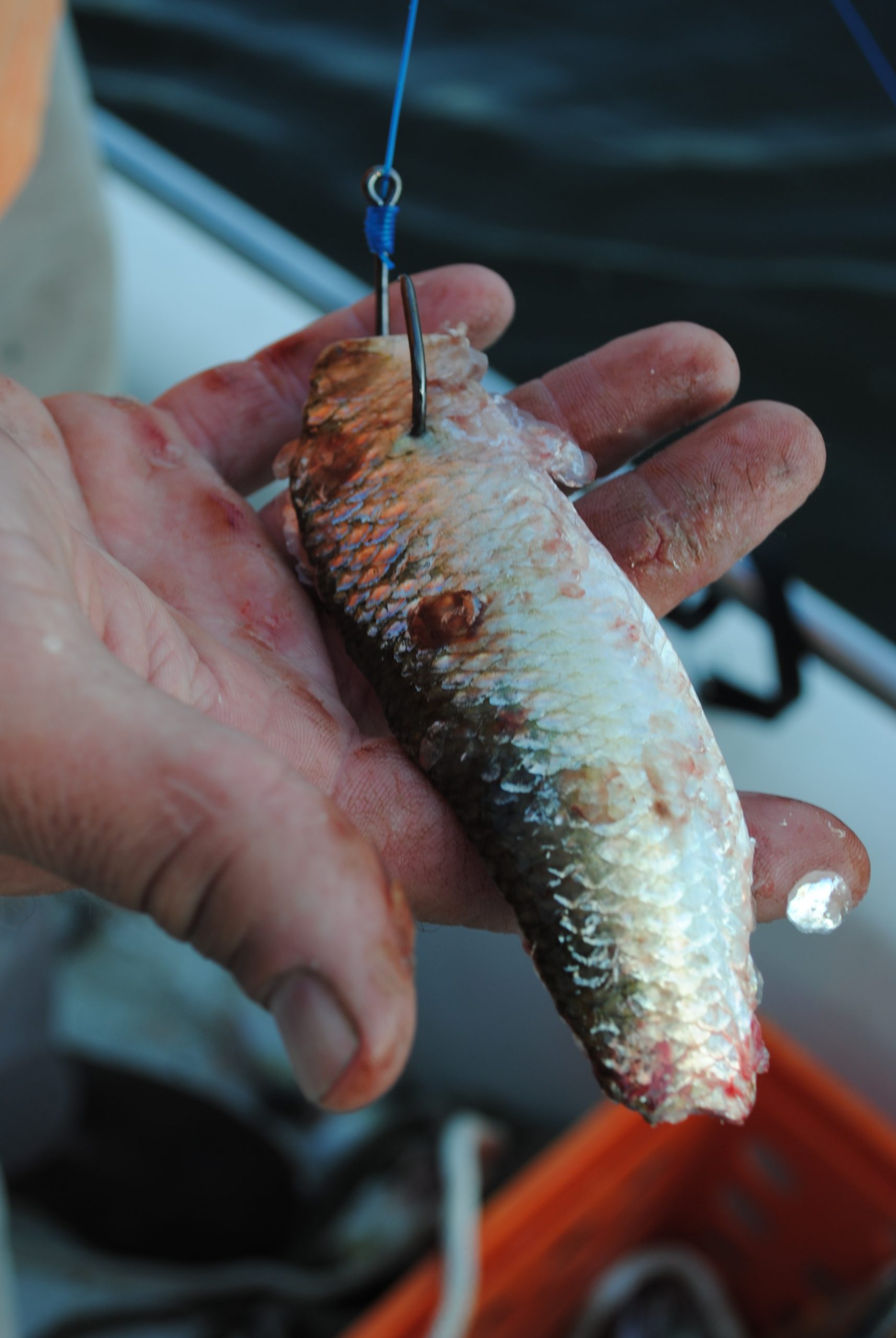 how to catch flathead catfish