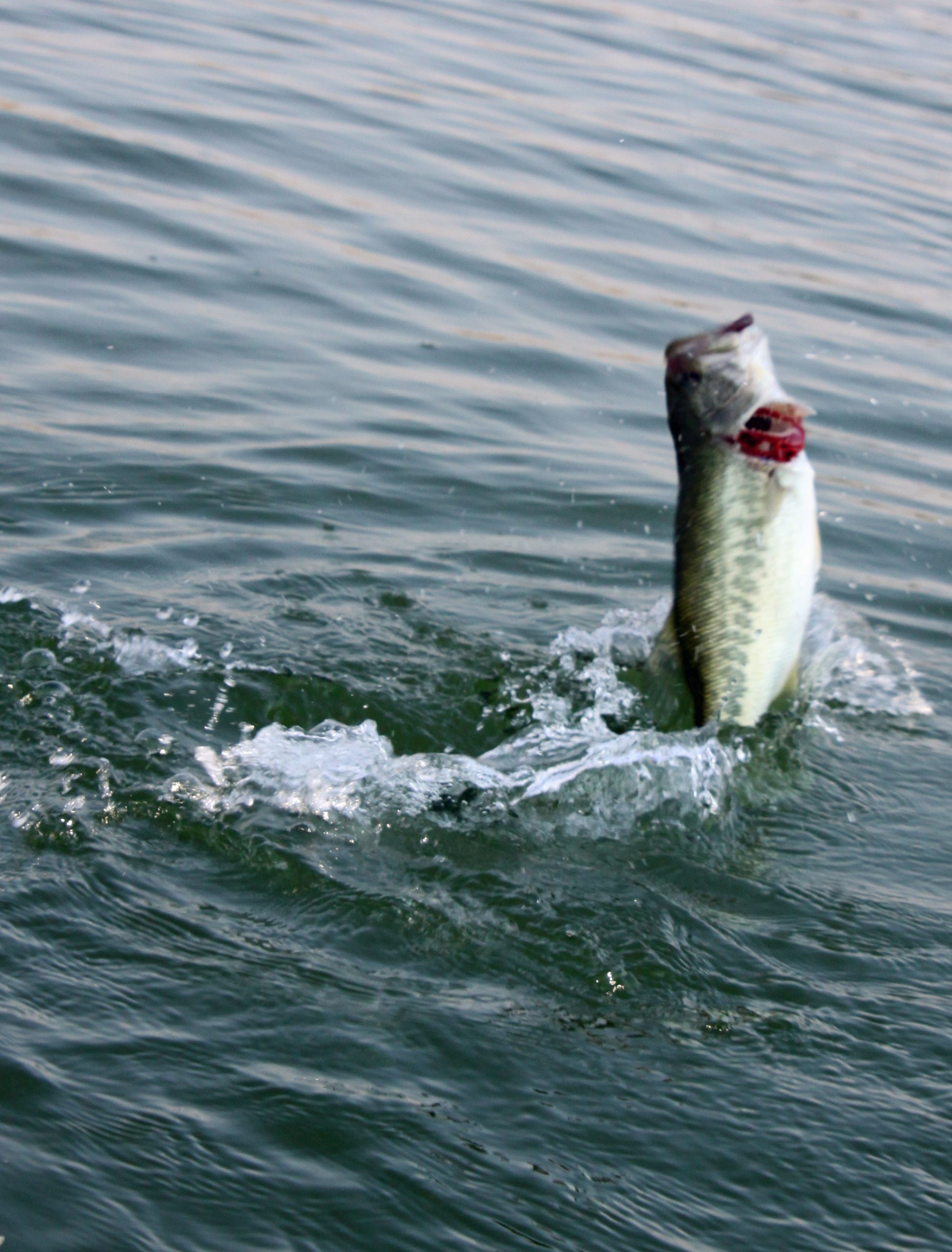 topwater bass fishing