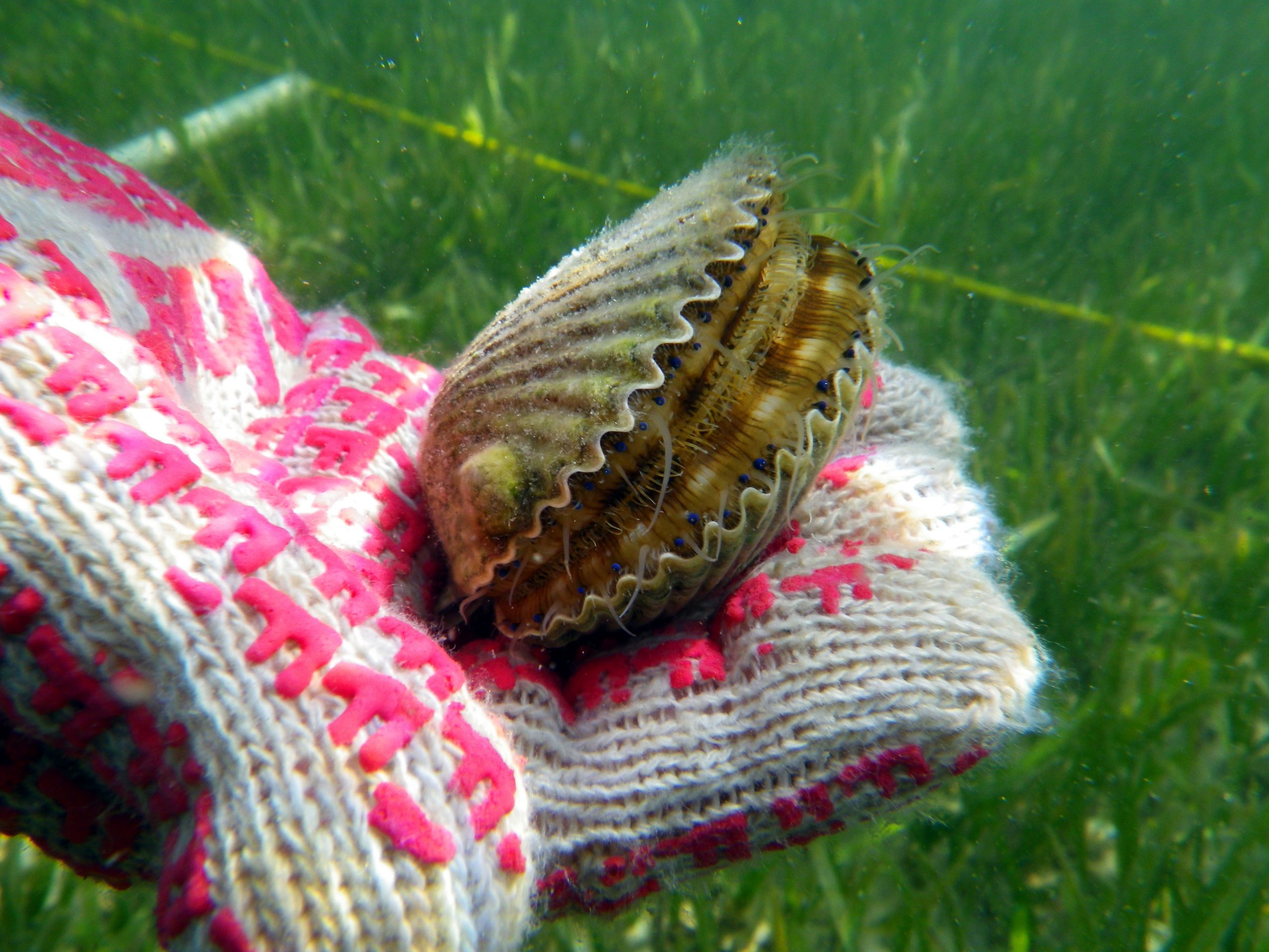 places and how to go scalloping in florida