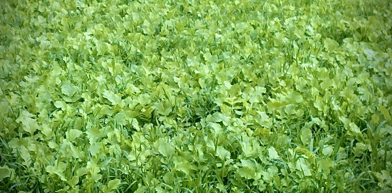 clover field