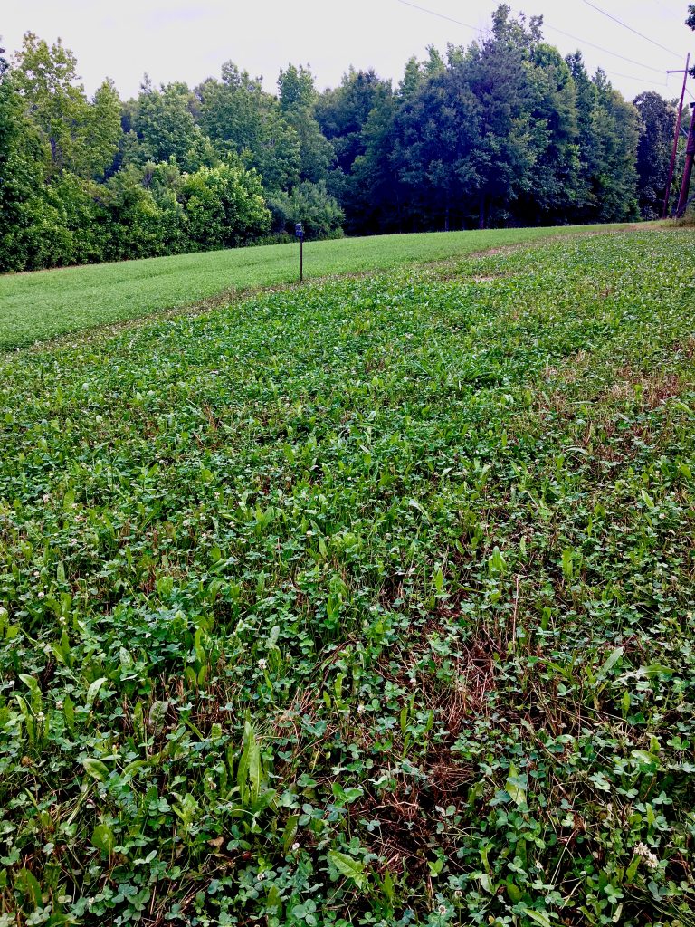 best food plots for deer in the fall and winter