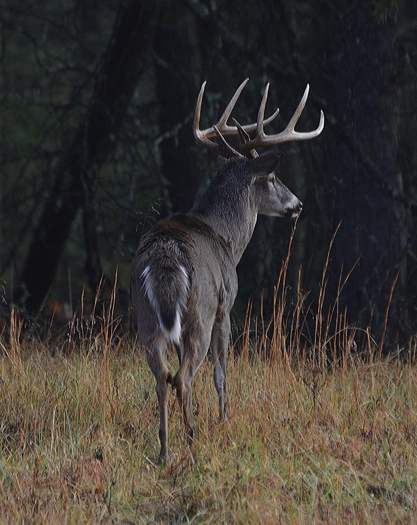 best time to hunt big bucks