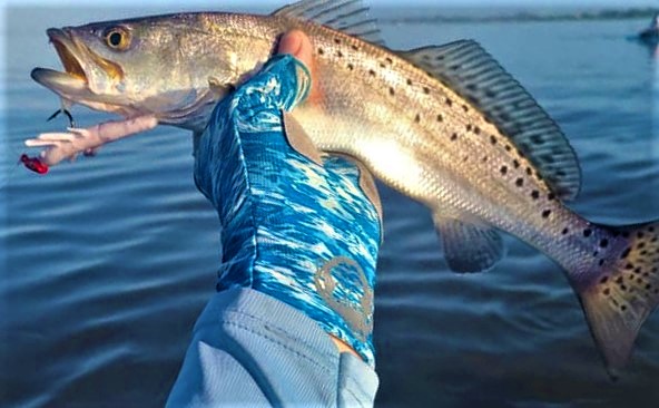 speckled trout caught with Fishbites fighting shrimp