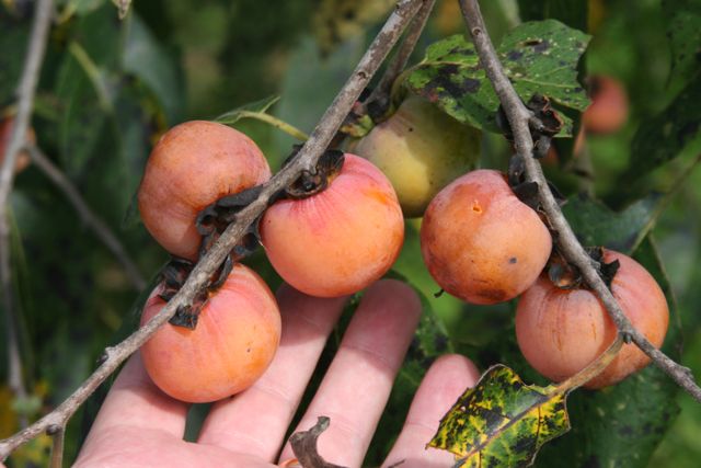 best fruit trees for deer persimmons