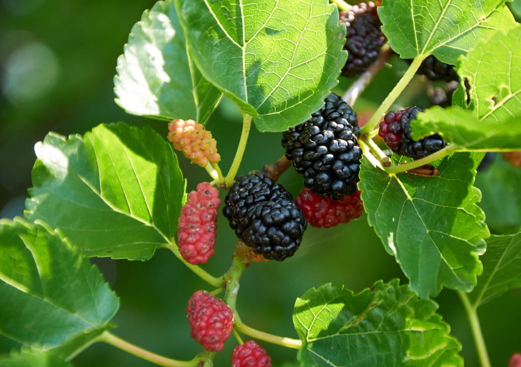 mulberry trees for deer