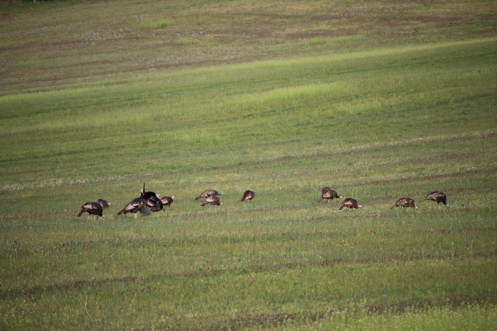 turkey hunting tips flock