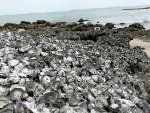alabama oyster shells