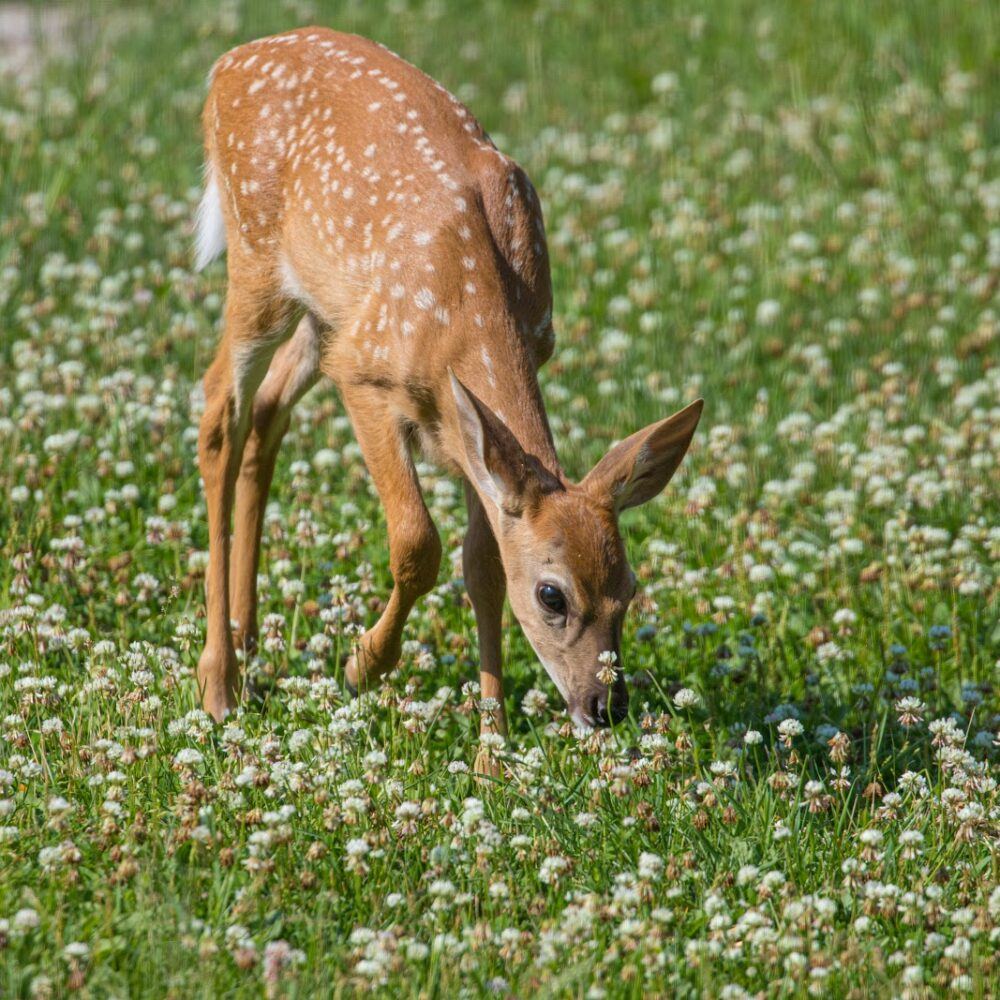 deer food plot seed
