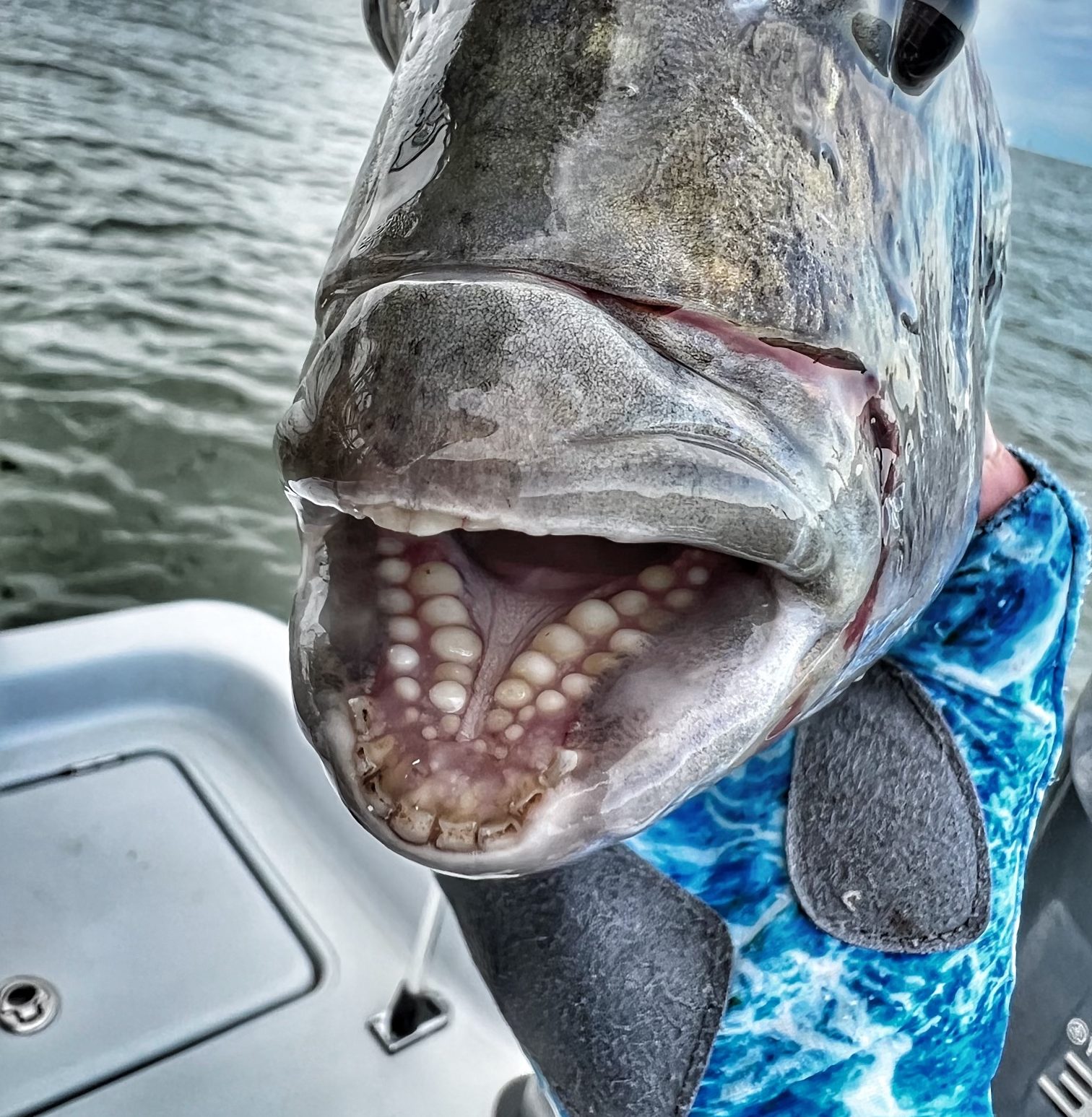 Pesca em ovelhas - o guia definitivoPesca em ovelhas - o guia definitivo  