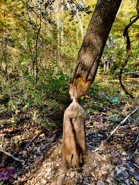 beaver eaten tree