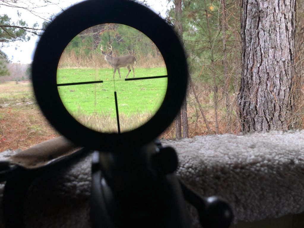 deer sighted in