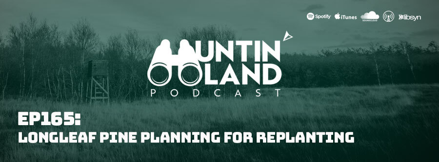 Ep 165: Longleaf Pine Planning For Replanting