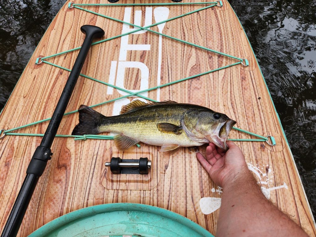 bass caught on paddle board