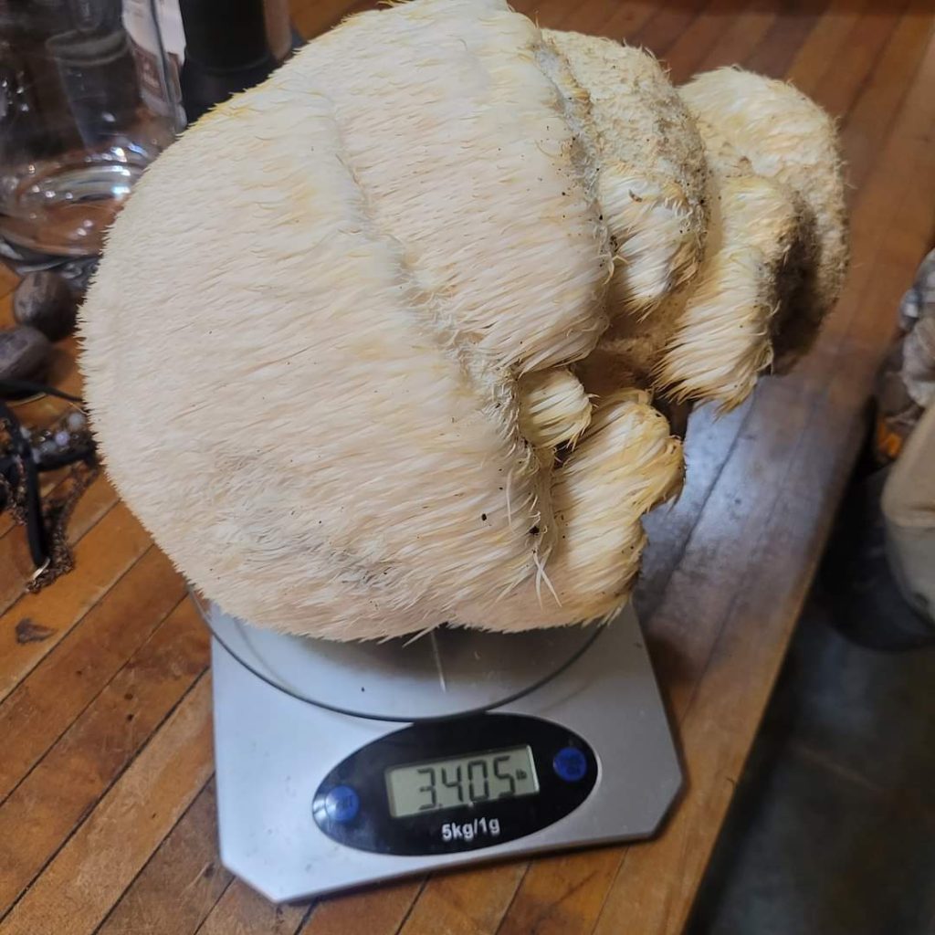 weighing Lions Mane Mushrooms