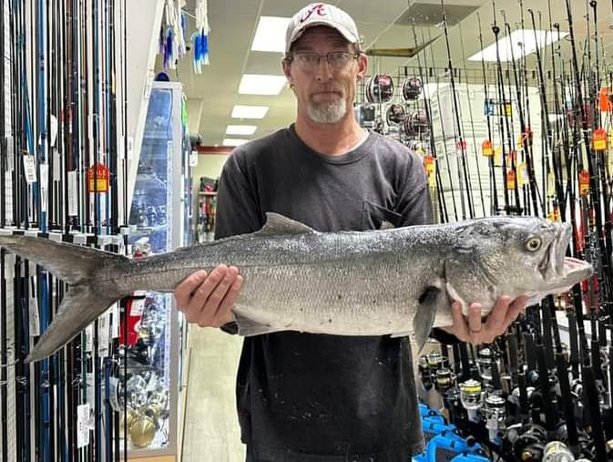 Alabama State Record Bluefish
