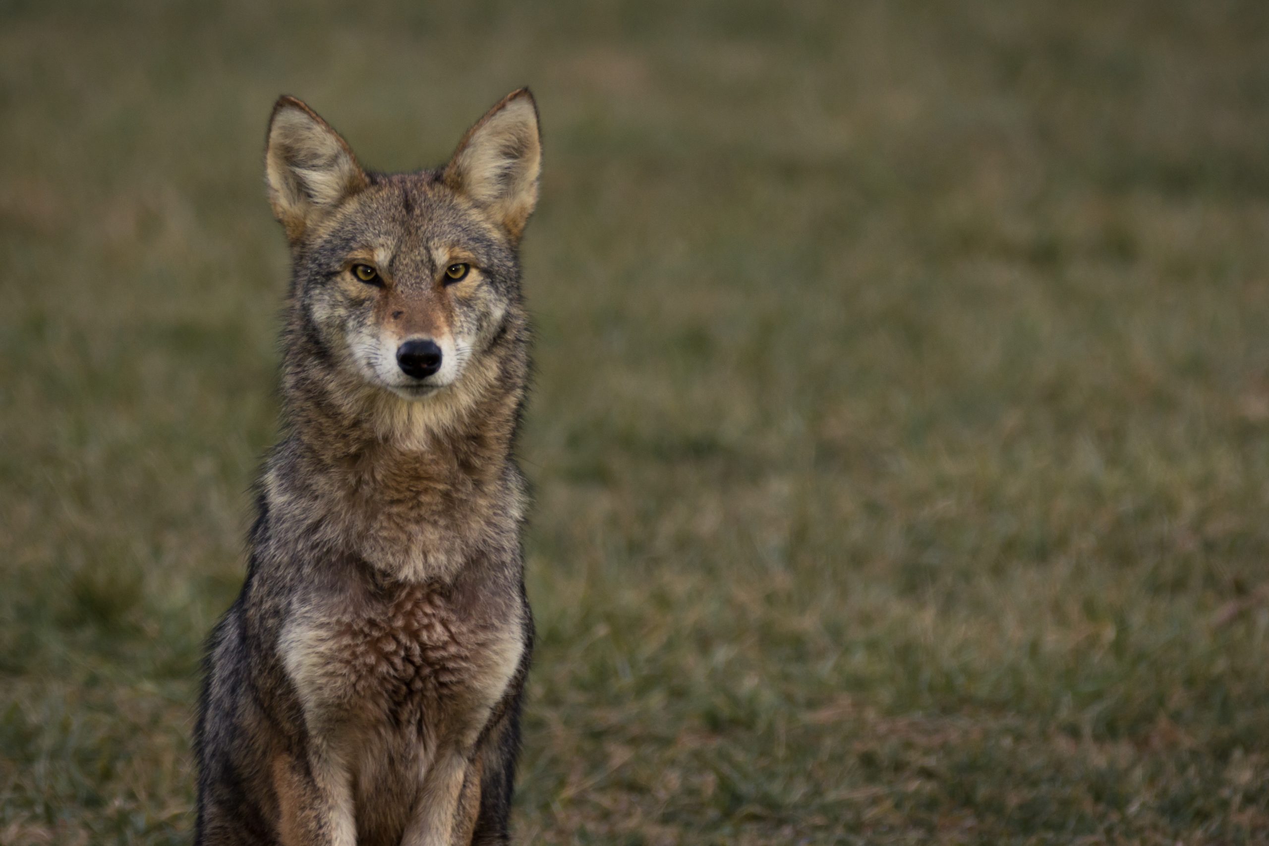 coyote hunting tips for beginners
