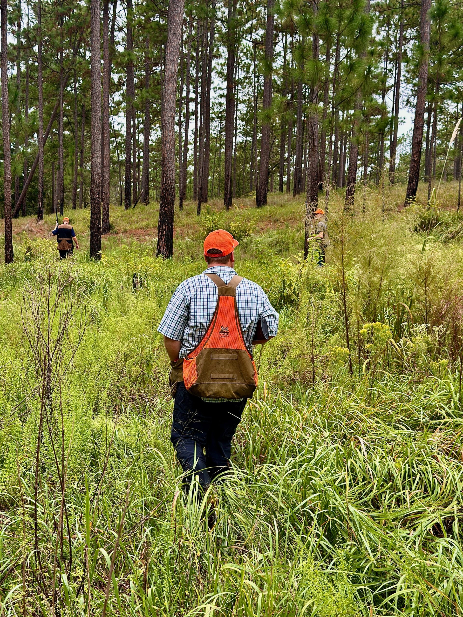 wild quail hunting in pine forest