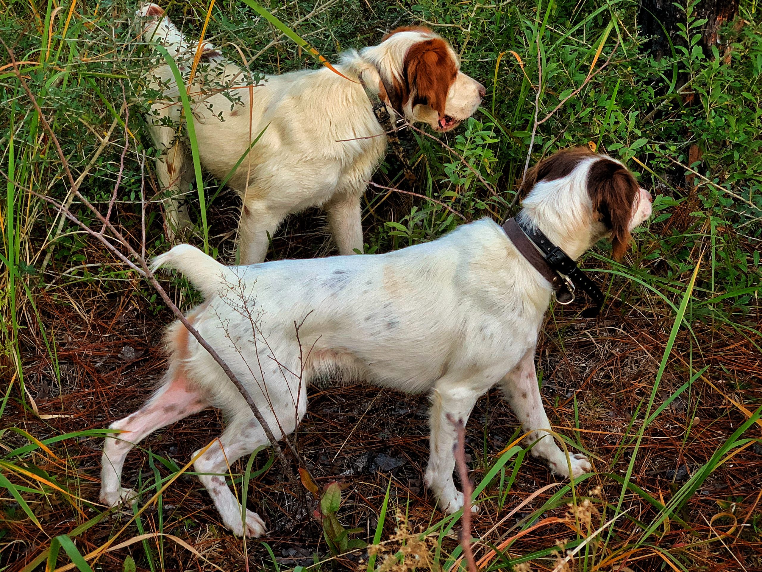 quail hunting dogs