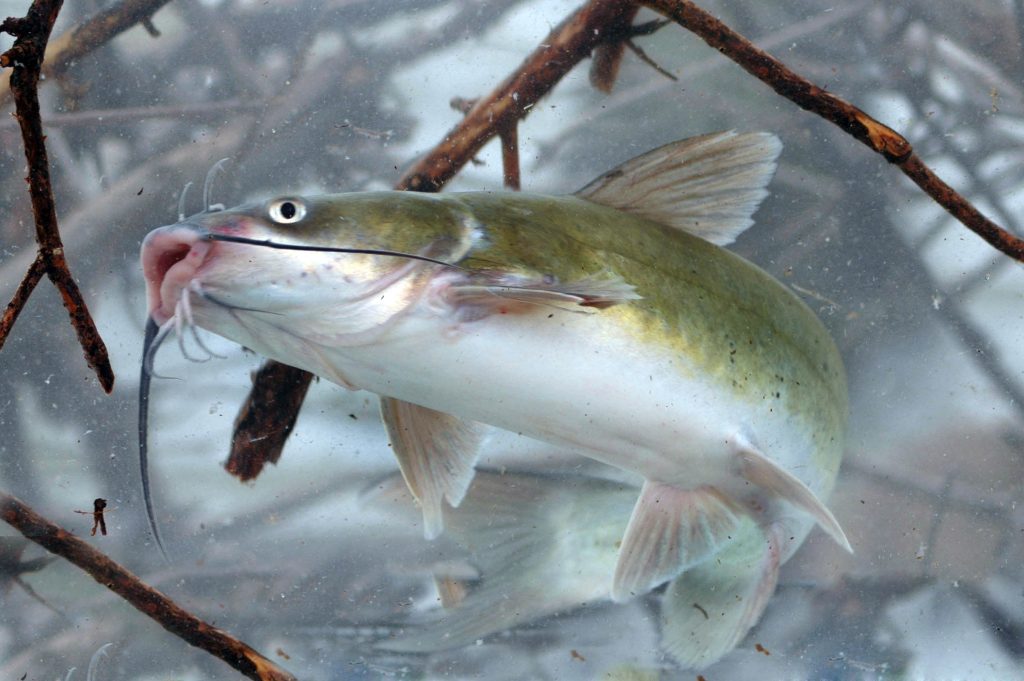 best baits for catfish