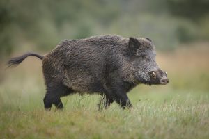 Feral pigs are tough and need a high velocity cartridge to bring them quickly downa well outfitted 223 AR-15 will increase your accuracy for long coyote shotsFor hunting feral pigs the small .223 can do big damage