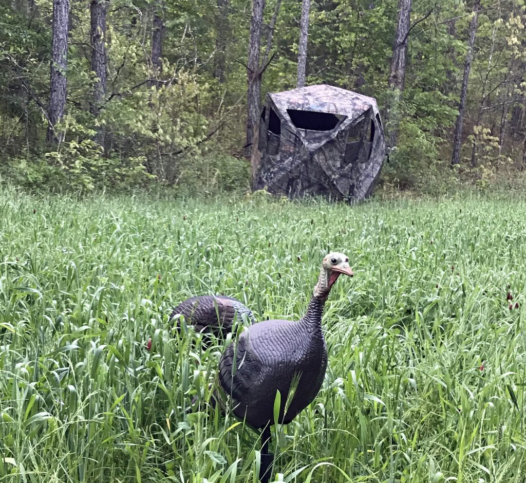 Turkey Blind Tips And Techniques