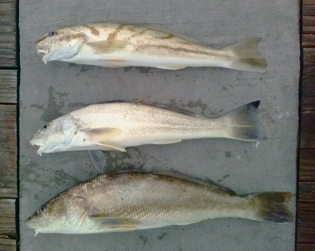 three species of gulf kingfish