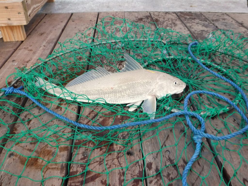 netting a whiting